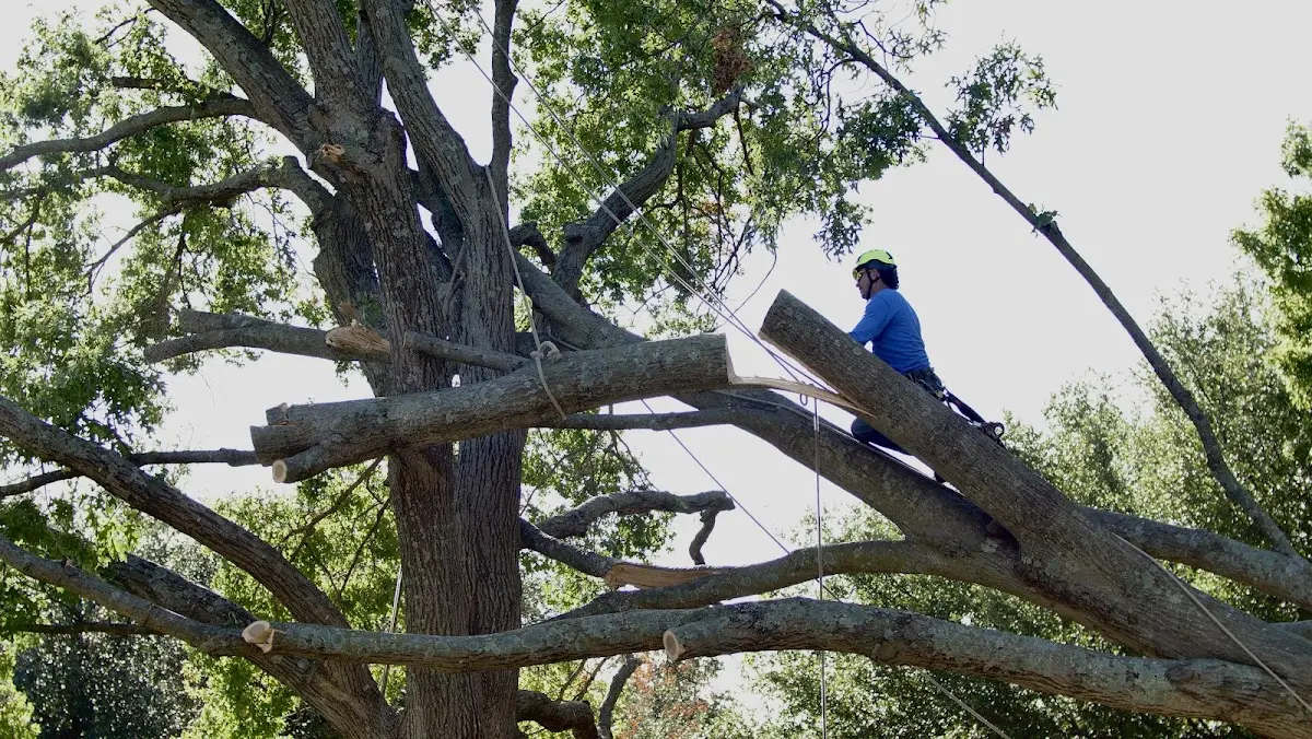 Professional Crown Thinning performed by certified arborists in Brewster